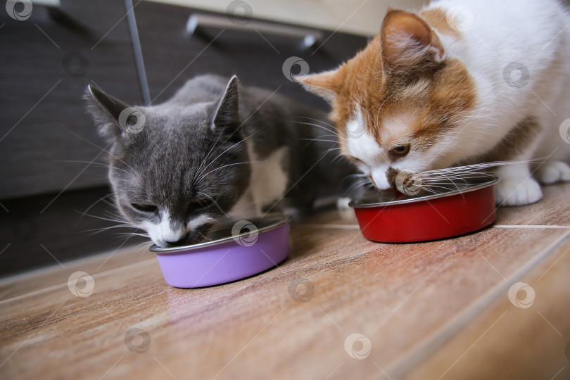 Скачать Кошки едят корм из мисок. Кормление домашних животных фотосток Ozero