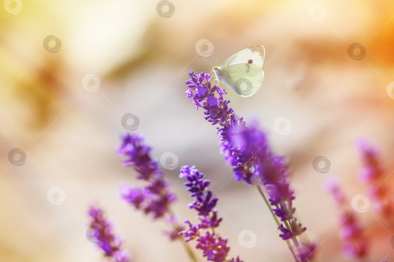 Скачать Бабочка на цветках лаванды в солнечный теплый день фотосток Ozero