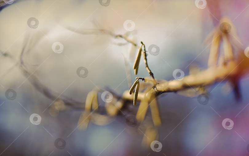 Скачать Ветка с почками. Осенний фон. фотосток Ozero
