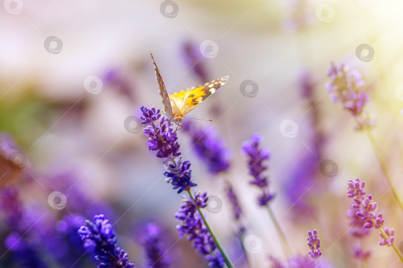 Скачать Бабочка на цветках лаванды в солнечный теплый день фотосток Ozero