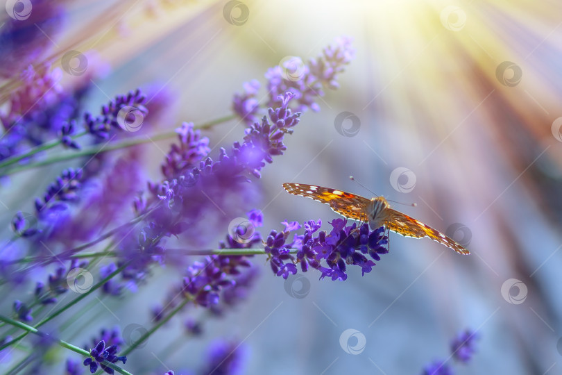 Скачать Бабочка на цветках лаванды в солнечный теплый день фотосток Ozero