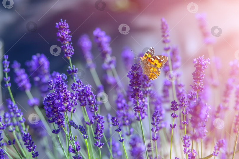 Скачать Бабочка на цветках лаванды в солнечный теплый день фотосток Ozero