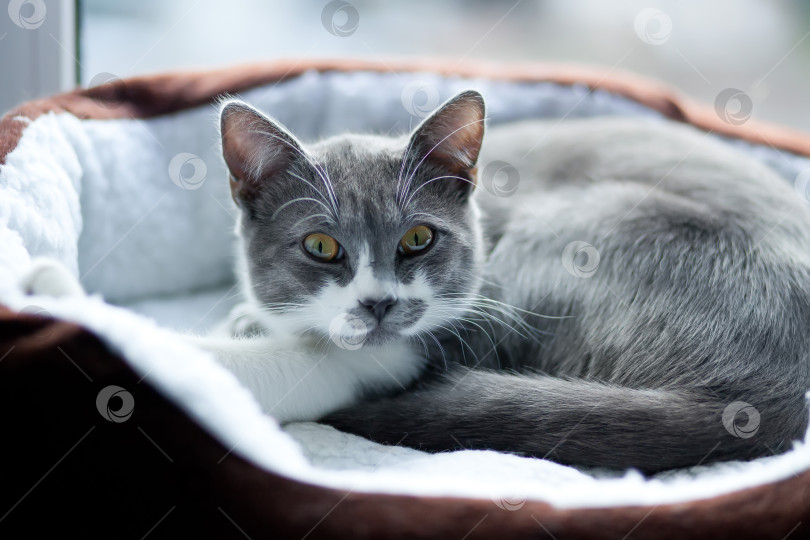 Скачать Кот лежит на плите фотосток Ozero