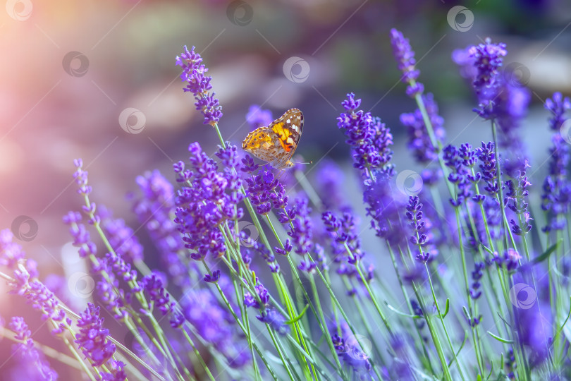 Скачать Бабочка на цветках лаванды в солнечный теплый день фотосток Ozero