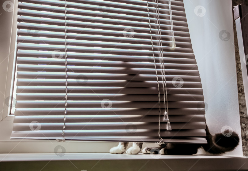 Скачать Кот на окне прячется за жалюзи. В заключение Кот смотрит на свою собственную жизнь. фотосток Ozero