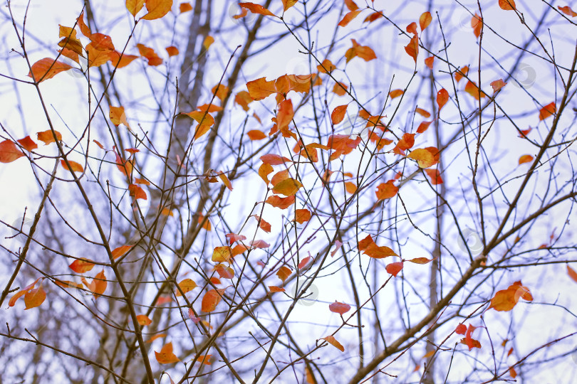 Скачать Ветка на осеннем фоне фотосток Ozero