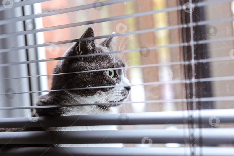 Скачать Кот на окне прячется за жалюзи. В заключение Кот смотрит на свою собственную жизнь. фотосток Ozero
