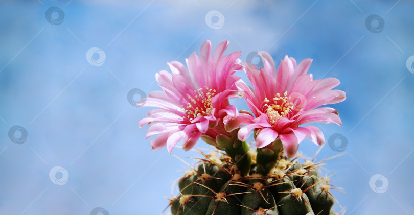 Скачать Цветы кактуса на фоне голубого неба фотосток Ozero