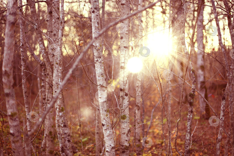 Скачать Осенний лес. Пейзаж фотосток Ozero