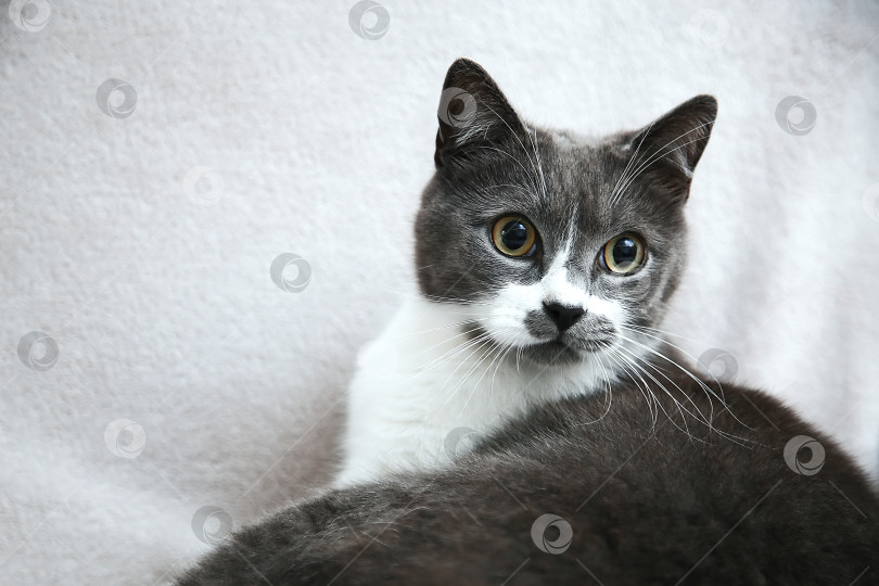 Скачать Серая кошка лежит на мягком коврике фотосток Ozero