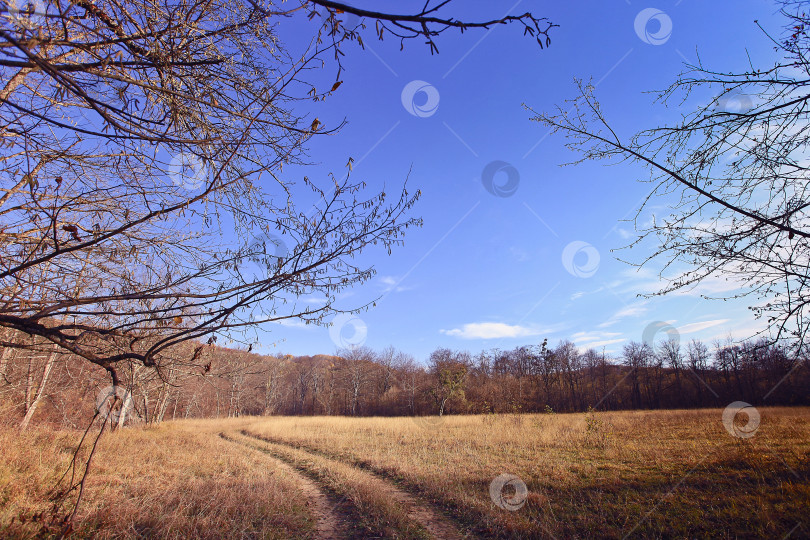 Скачать Осенний лес. Пейзаж фотосток Ozero