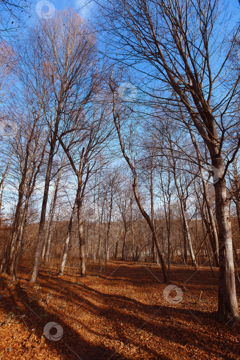 Скачать Осенний лес. Пейзаж фотосток Ozero