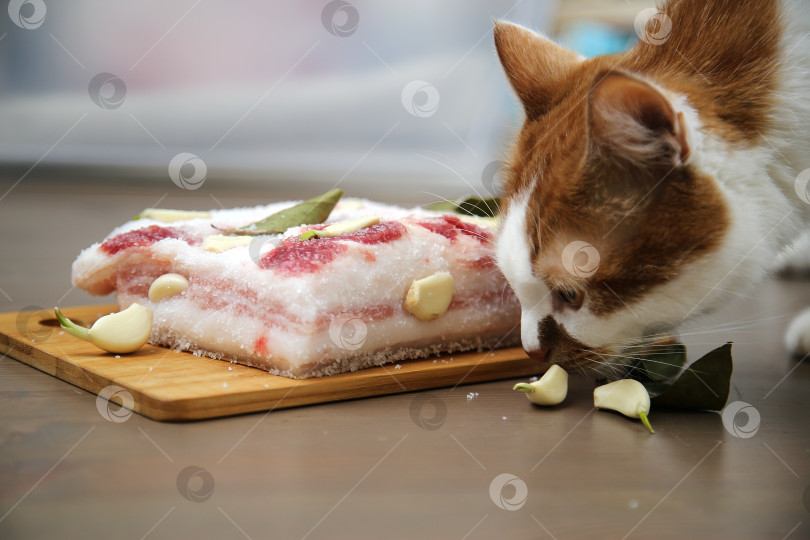 Скачать Рыжий кот обнюхивает кусочек свиного сала фотосток Ozero