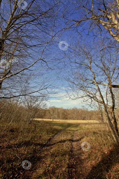 Скачать Осенний лес. Пейзаж фотосток Ozero