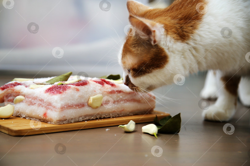 Скачать Рыжий кот обнюхивает кусочек свиного сала фотосток Ozero