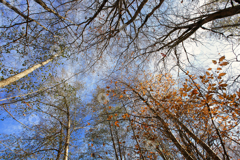 Скачать Верхушки осенних деревьев фотосток Ozero