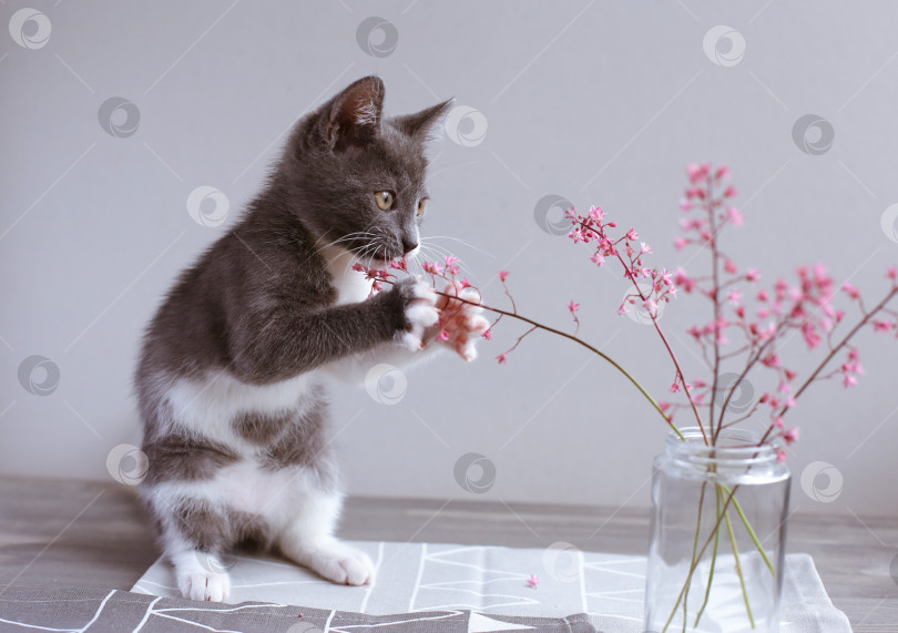 Скачать Розовые цветы в стеклянной банке и кошка на светло-сером фоне. День матери. Весенний фон. фотосток Ozero
