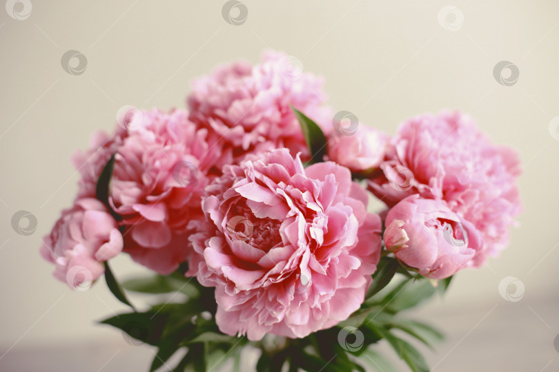 Скачать Цветочная композиция.  Цветы розового пиона на деревянном фоне. День матери. Плоская композиция, вид сверху. фотосток Ozero