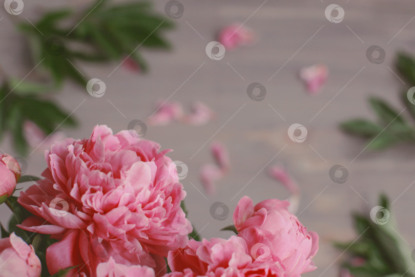 Скачать Цветочная композиция.  Цветы розового пиона на деревянном фоне. День матери. Плоская композиция, вид сверху. фотосток Ozero