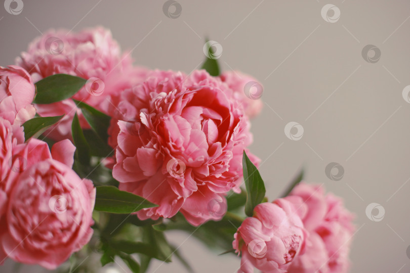 Скачать Цветочная композиция.  Цветы розового пиона на деревянном фоне. День матери. Плоская композиция, вид сверху. фотосток Ozero