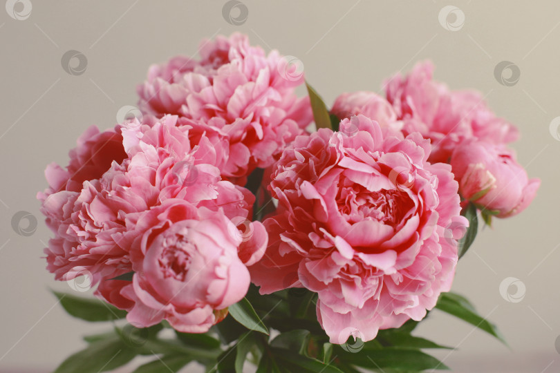 Скачать Цветочная композиция.  Цветы розового пиона на деревянном фоне. День матери. Плоская композиция, вид сверху. фотосток Ozero