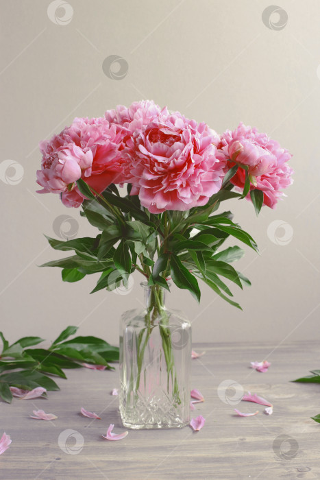 Скачать Композиция из цветов.  Розовые пионы на деревянном фоне. День матери. Плоская композиция, вид сверху. фотосток Ozero