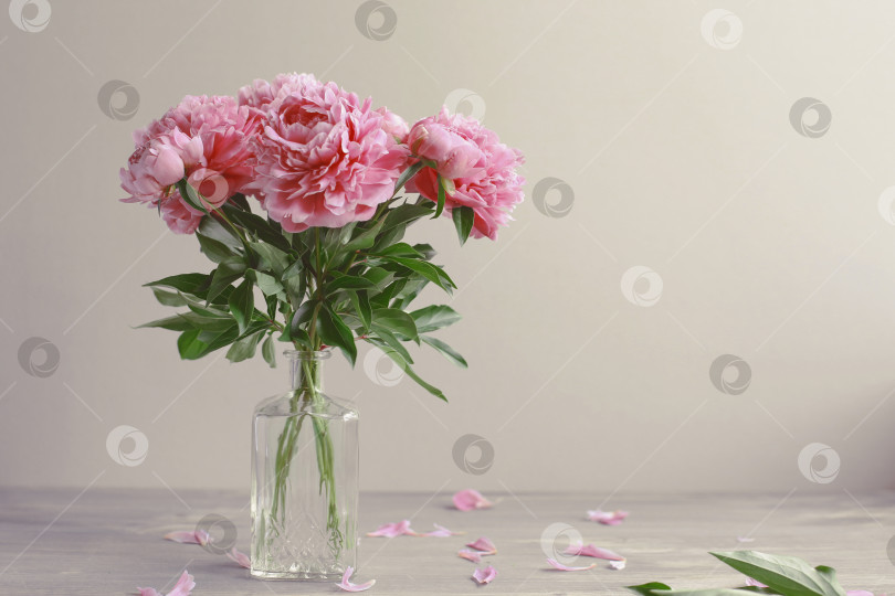 Скачать Цветочная композиция.  Цветы розового пиона на деревянном фоне. День матери. Плоская композиция, вид сверху. фотосток Ozero