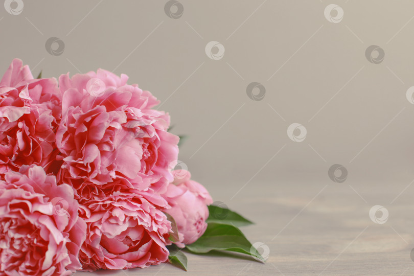 Скачать Цветочная композиция.  Цветы розового пиона на деревянном фоне. День матери. Плоская композиция, вид сверху. фотосток Ozero