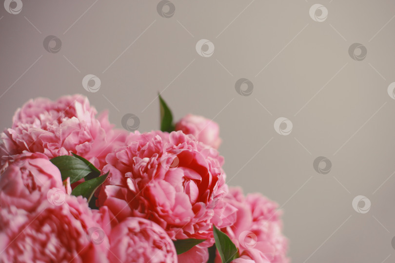 Скачать Цветочная композиция.  Цветы розового пиона на деревянном фоне. День матери. Плоская композиция, вид сверху. фотосток Ozero