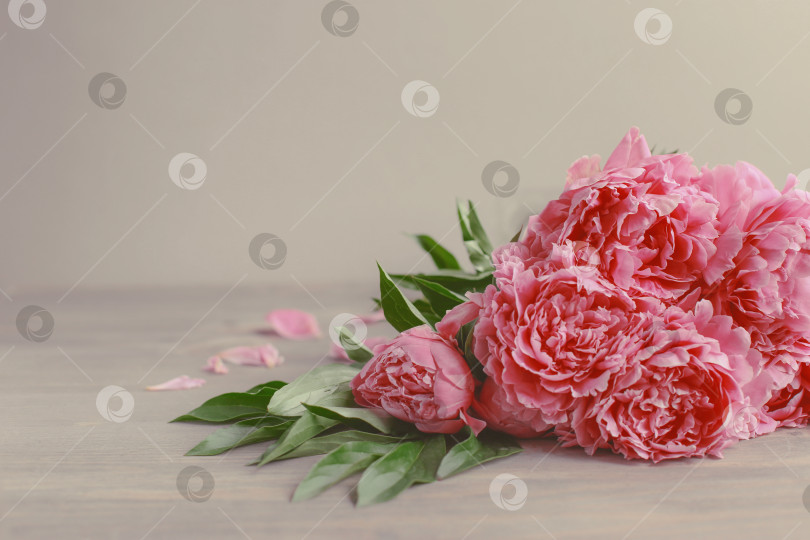 Скачать Цветочная композиция.  Цветы розового пиона на деревянном фоне. День матери. Плоская композиция, вид сверху. фотосток Ozero