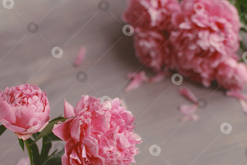 Скачать Цветочная композиция.  Цветы розового пиона на деревянном фоне. День матери. Плоская композиция, вид сверху. фотосток Ozero