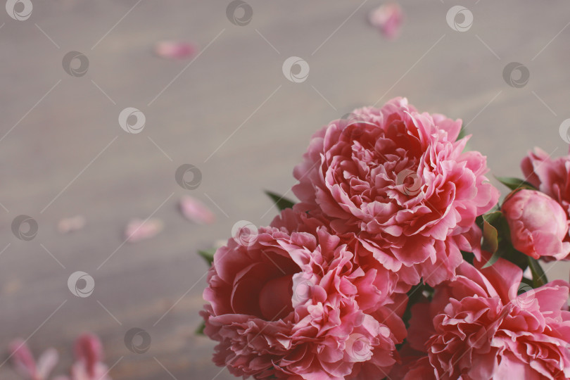 Скачать Цветочная композиция.  Цветы розового пиона на деревянном фоне. День матери. Плоская композиция, вид сверху. фотосток Ozero