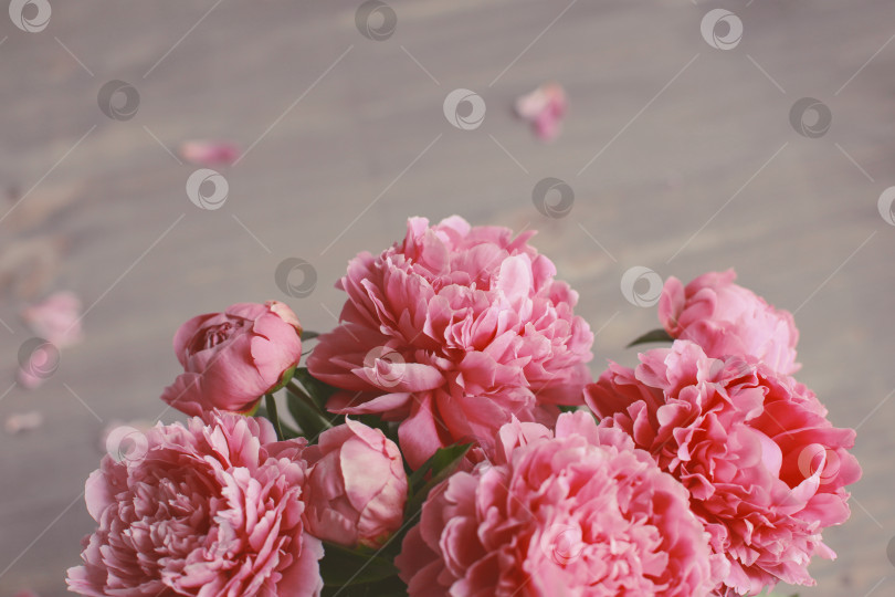 Скачать Цветочная композиция.  Цветы розового пиона на деревянном фоне. День матери. Плоская композиция, вид сверху. фотосток Ozero