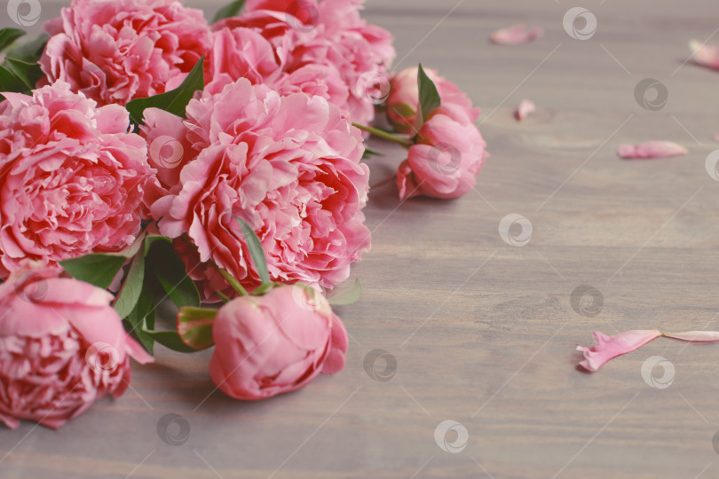 Скачать Цветочная композиция.  Цветы розового пиона на деревянном фоне. День матери. Плоская композиция, вид сверху. фотосток Ozero