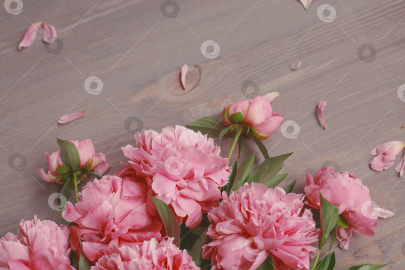 Скачать Цветочная композиция.  Цветы розового пиона на деревянном фоне. День матери. Плоская композиция, вид сверху. фотосток Ozero