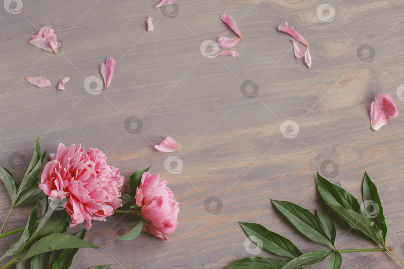 Скачать Цветочная композиция.  Цветы розового пиона на деревянном фоне. День матери. Плоская композиция, вид сверху. фотосток Ozero