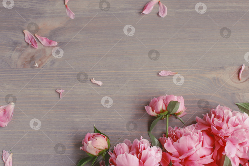 Скачать Цветочная композиция.  Цветы розового пиона на деревянном фоне. День матери. Плоская композиция, вид сверху. фотосток Ozero