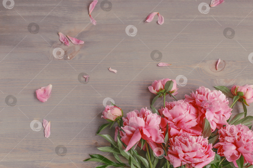 Скачать Цветочная композиция.  Цветы розового пиона на деревянном фоне. День матери. Плоская композиция, вид сверху. фотосток Ozero