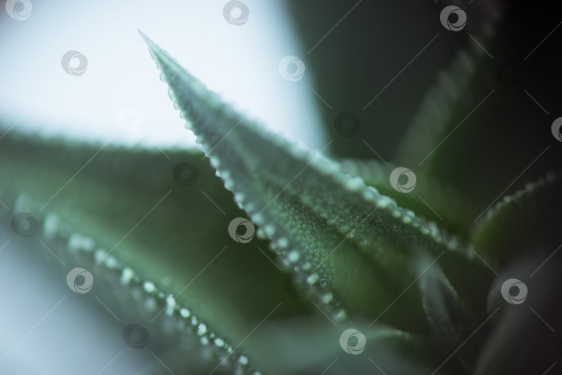 Скачать Абстрактный фон из их растений фотосток Ozero