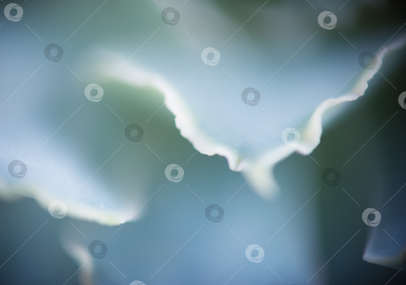 Скачать Абстрактный фон из их растений фотосток Ozero