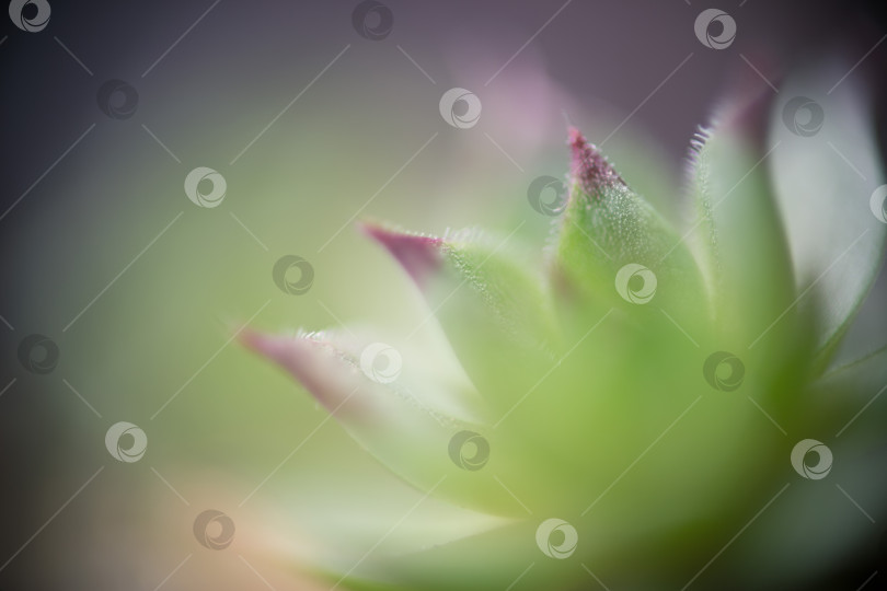 Скачать Абстрактный фон из их растений фотосток Ozero