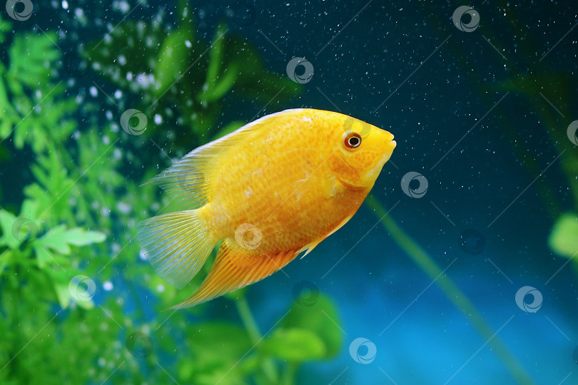 Скачать Оранжевая рыбка среди пузырьков в аквариуме. Cichlasoma severum, цихлида. фотосток Ozero