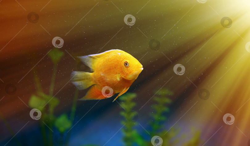 Скачать Рыбки под яркими лучами солнца. Оранжевые рыбки среди пузырьков в аквариуме. Cichlasoma severum, цихлида. фотосток Ozero