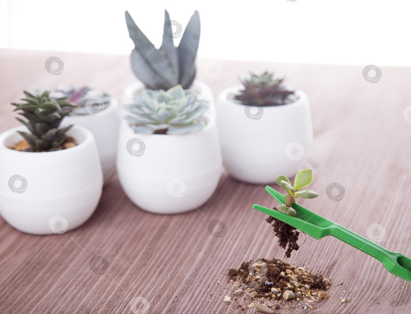 Скачать Саженцы суккулентов на деревянном фоне фотосток Ozero