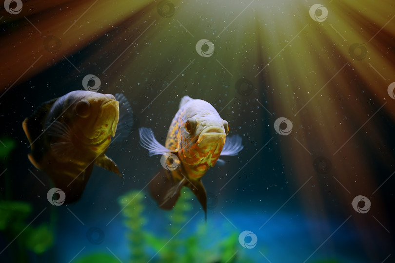 Скачать Рыбки под яркими лучами солнца.Хищные рыбки среди пузырьков в аквариуме. Астронотус Оскар, цихлида. фотосток Ozero