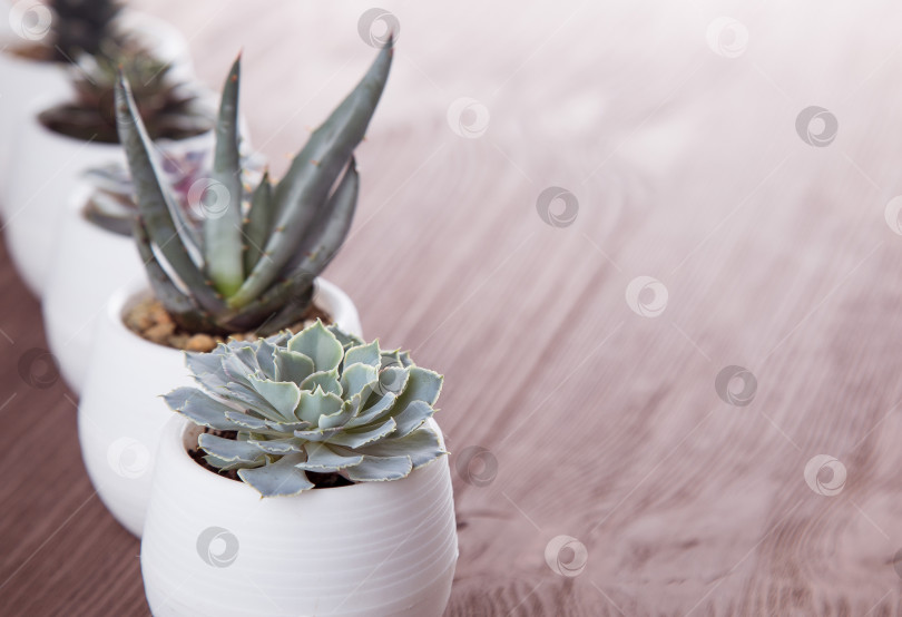Скачать Суккуленты в горшках на деревянном фоне фотосток Ozero