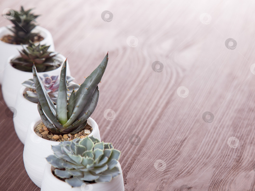 Скачать Суккуленты в горшках на деревянном фоне фотосток Ozero