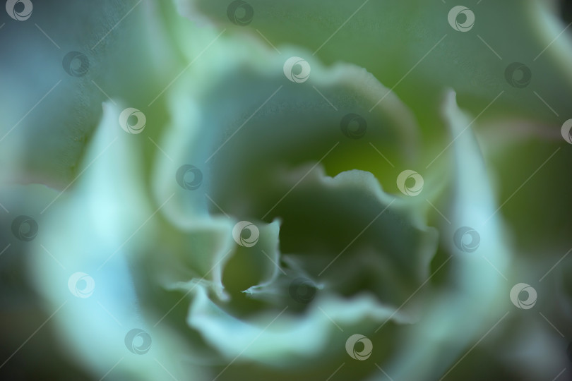 Скачать Абстрактный фон из их растений фотосток Ozero