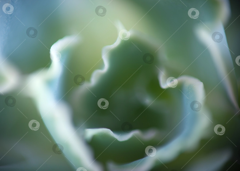 Скачать Абстрактный фон из их растений фотосток Ozero