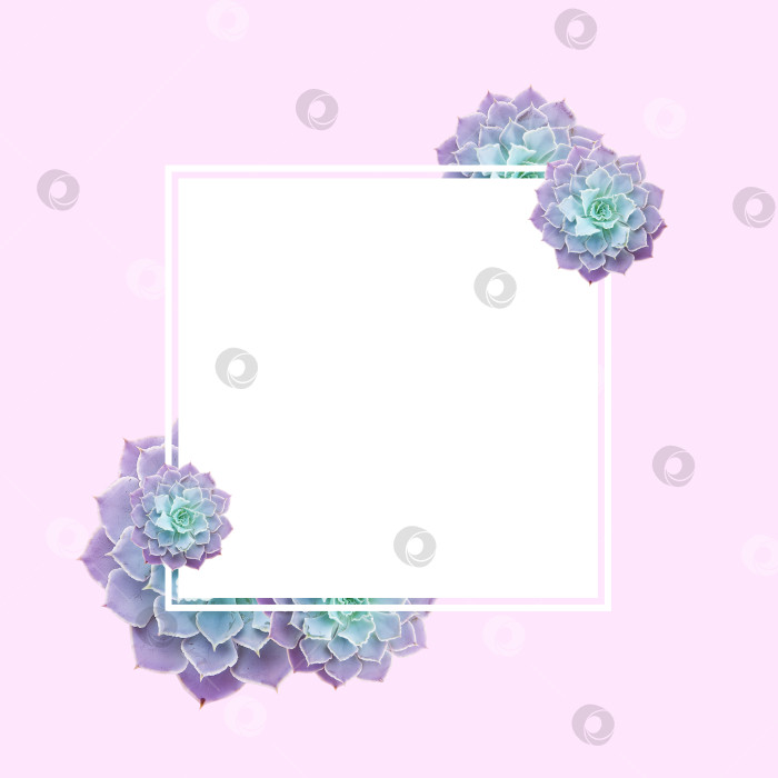 Скачать Рамка из суккулентов для текста. Суккуленты крупным планом. Элементы тропического растения для дизайна. фотосток Ozero